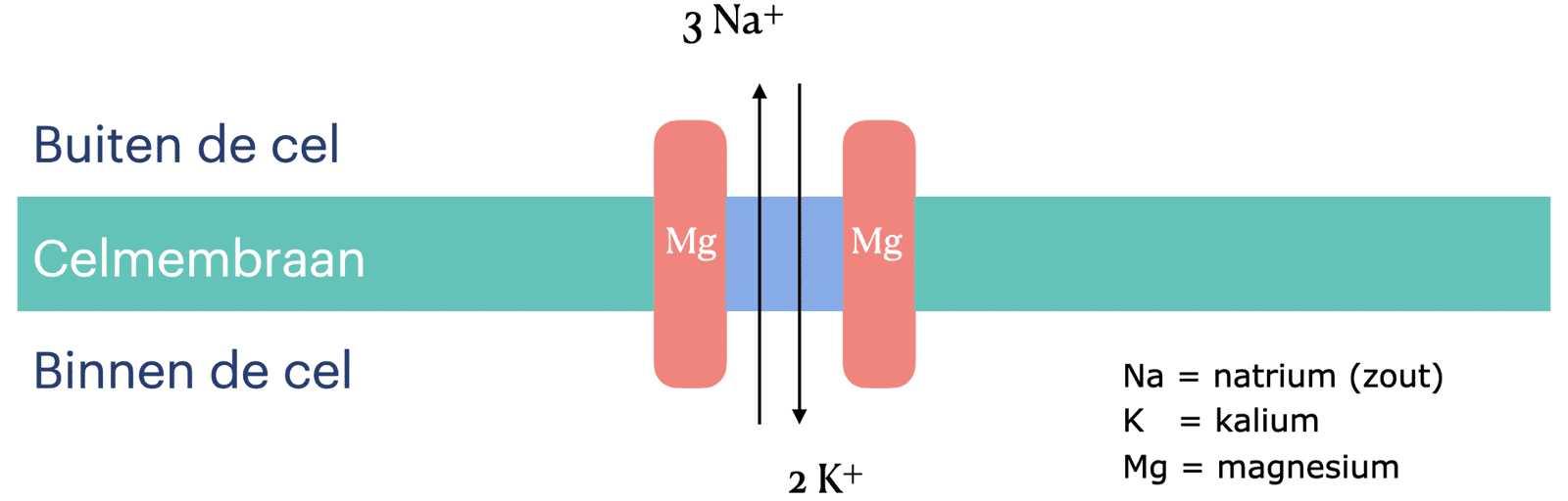 Natrium, Kalium en Magnesium